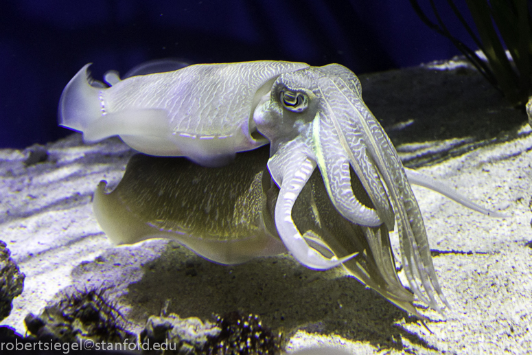 cuttlefish cuttling